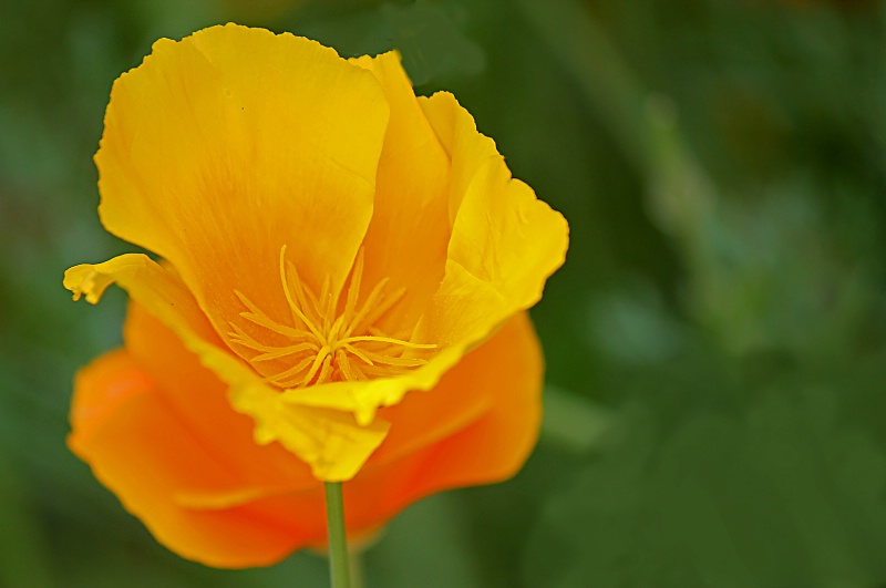 Orange Poppy flower.
