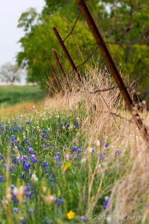 Along the Fence