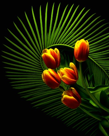 Tulips by Fern