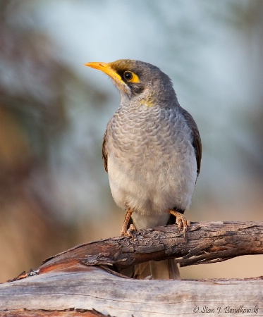 Yellow-throated Miner