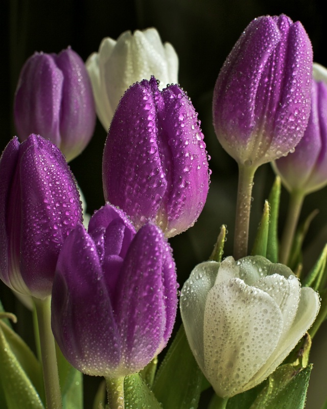 Tulip Drops