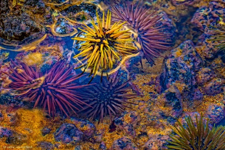 Urchin Universe