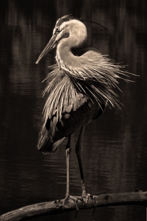 portrait of a great blue heron