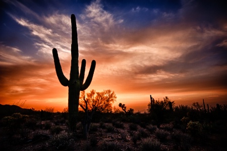 Saguaro at sunset