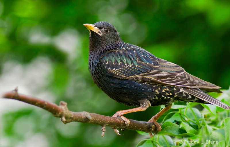 Starling