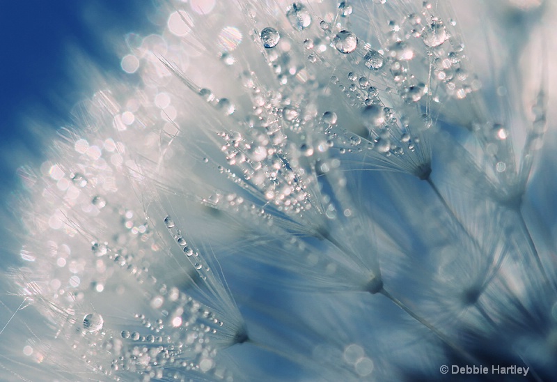 Dandelion Bling III