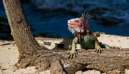 Iguana@St.Thomas