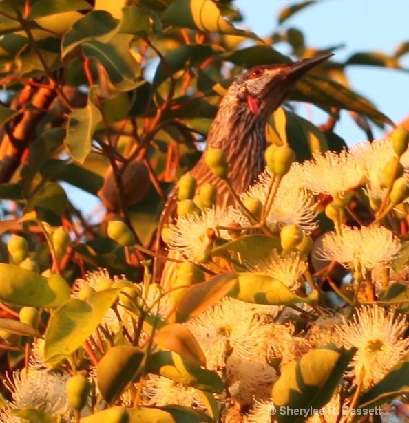 Extra click - wattle bird feeding on flowers