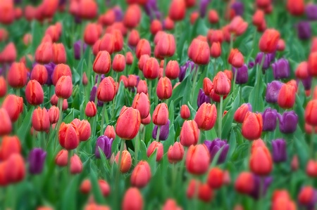 Tulips