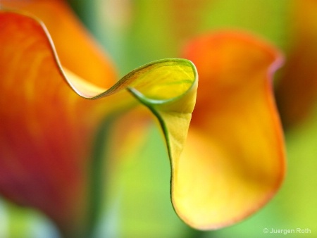 Zantedeschia