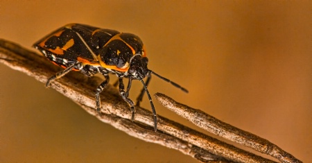 Harlequin Bug On The Go