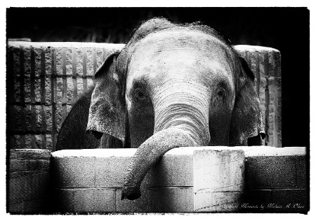 Trunk Play