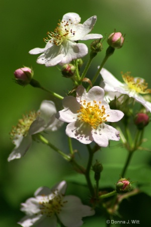 Wild Rose by the Branch