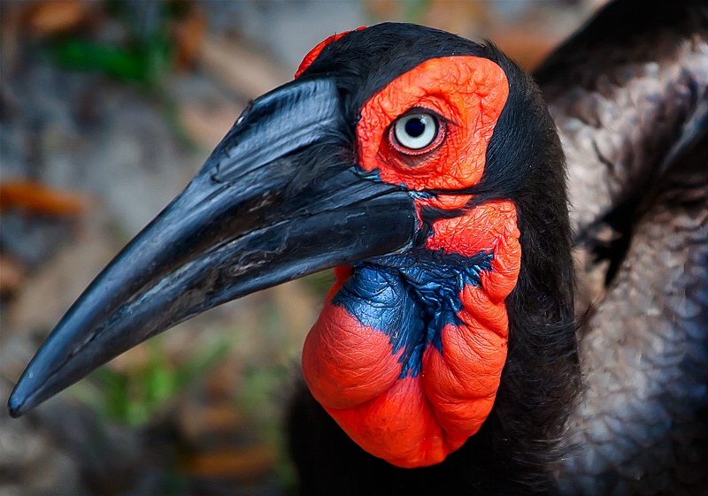 Ground Hornbill