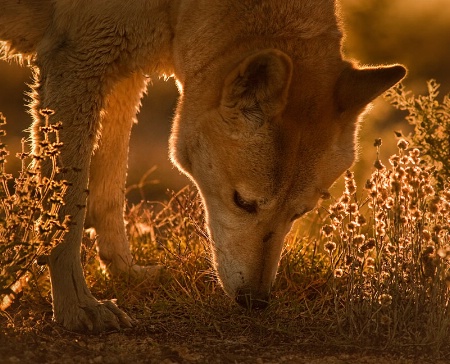 Australian dingo