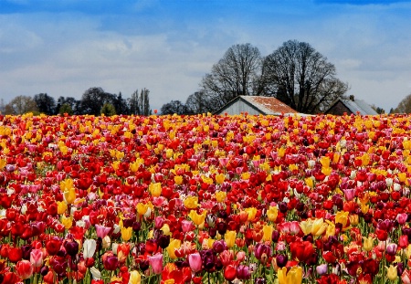 Dream Front Yard