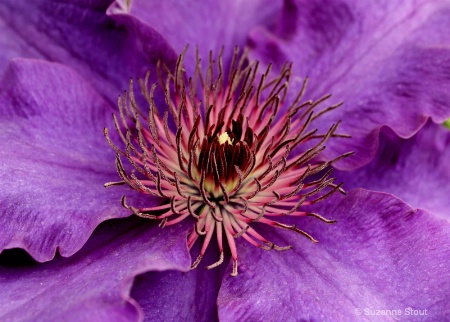 Purple Clematis