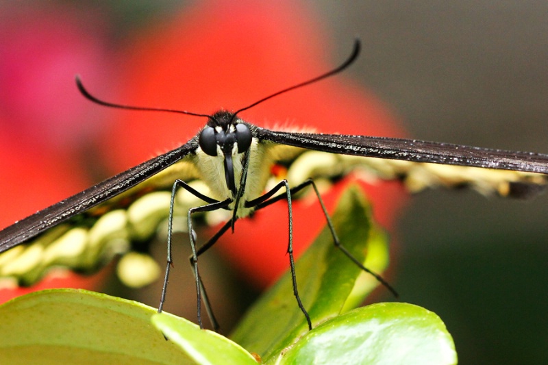 Yellow Swallowtail