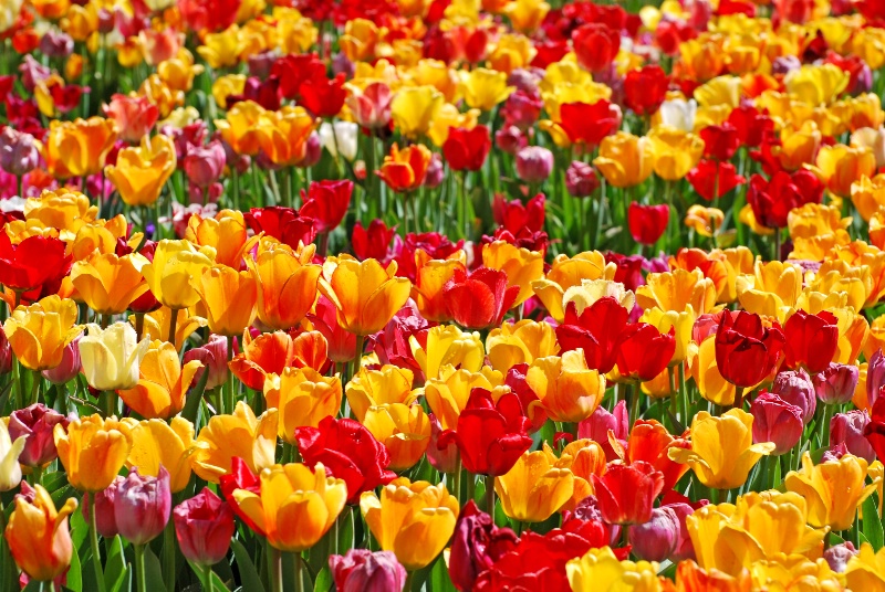 Tulip Fields