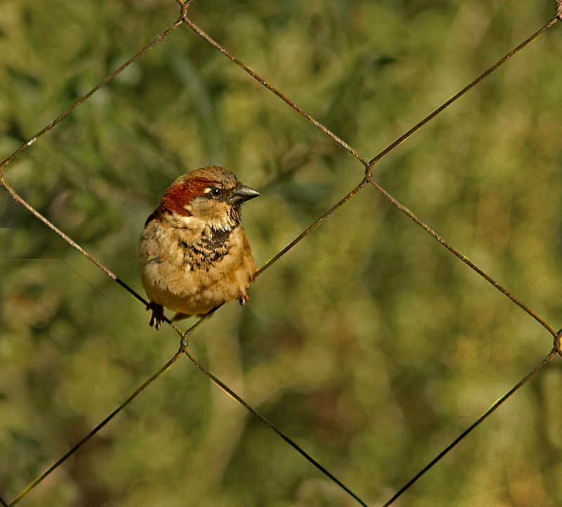 Bird on a wire