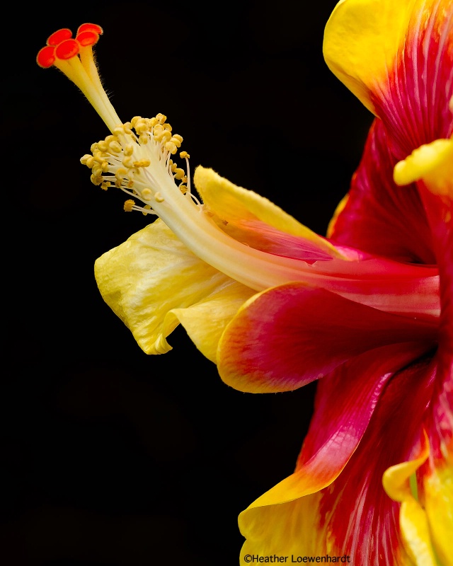 Tropical Hibiscus