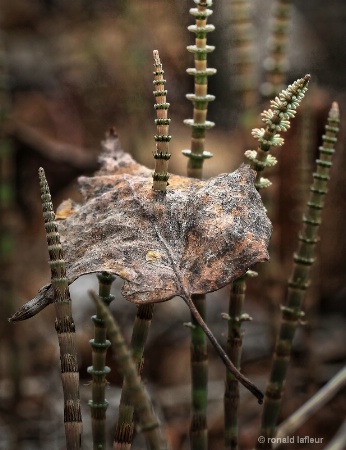 through the leaf