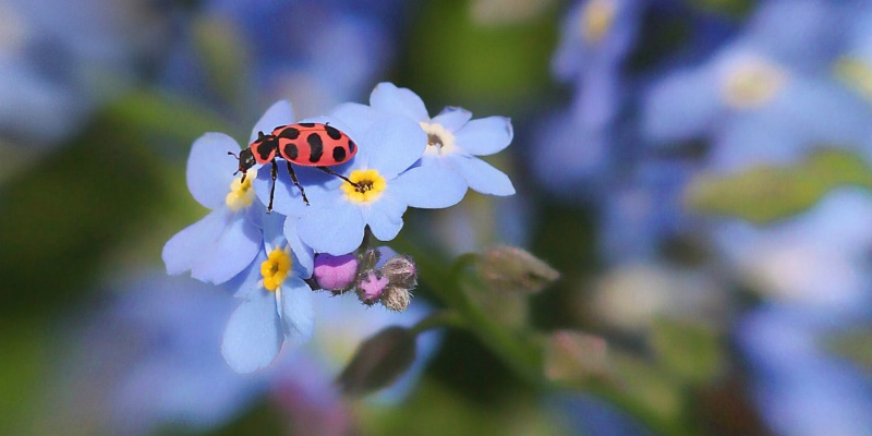 ladybug, ladybug fly away home