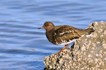 Black turnstone