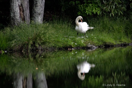 Swan in Lake 2