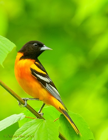 Baltimore Oriole