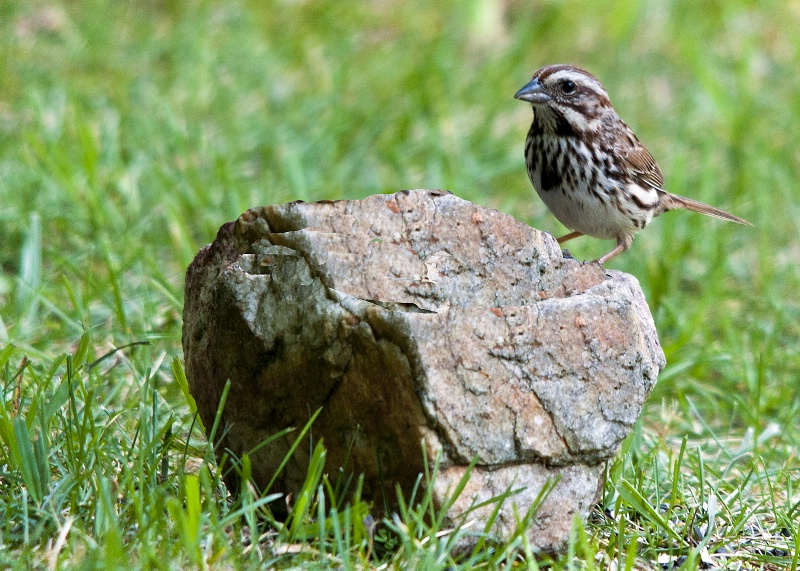 SONG SPARROW ON A ROCK