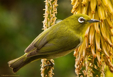 Japanese White Eye