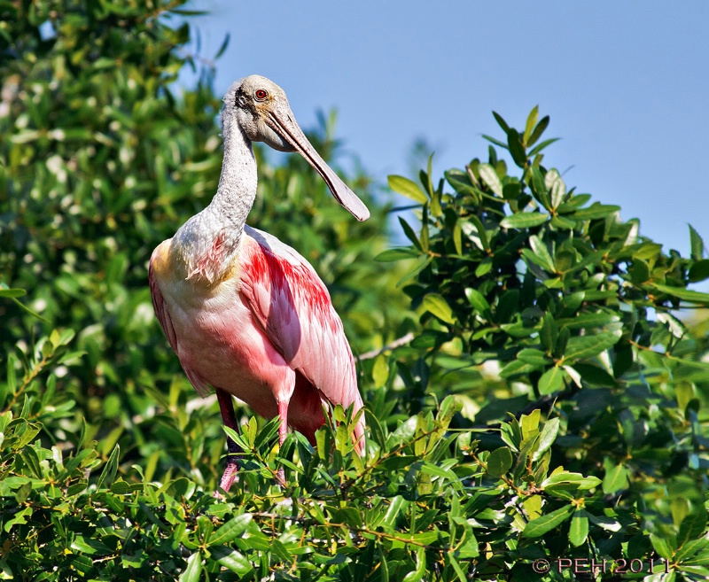 Treetop Spoonbill