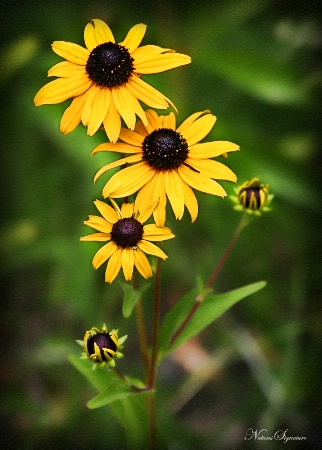 ~ Mountain Sunflower ~