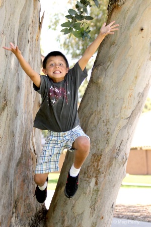 tree jumper