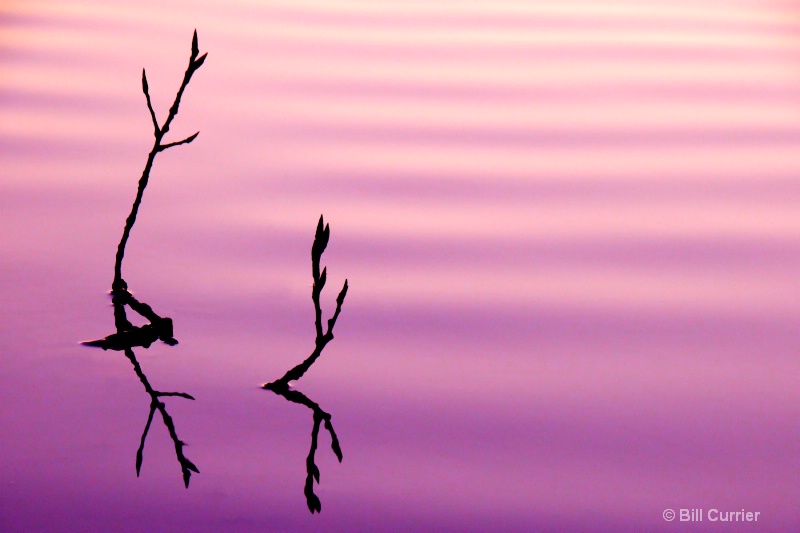 Rippled Branches