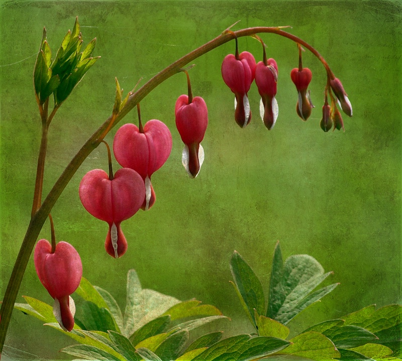 Bleeding Heart