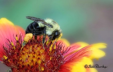 Pollen Pushups