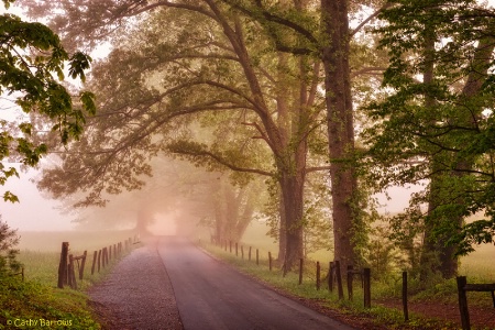 Foggy Morning In The Cove