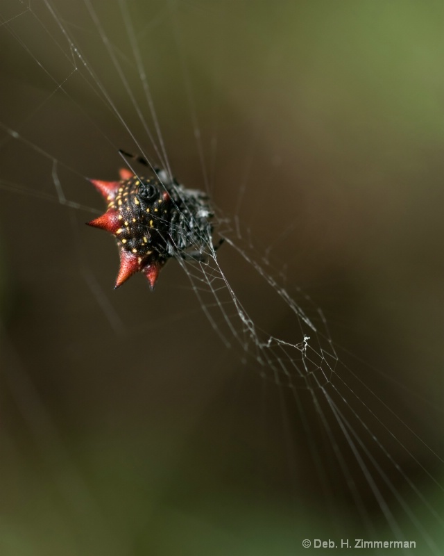 Spiny Orb Weaver Spider -gasteracantha cancriformi