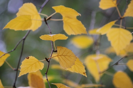 Birch leaves’ pattern