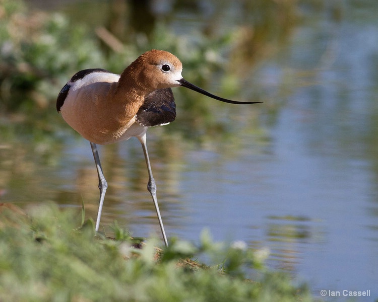 Avocet on shore