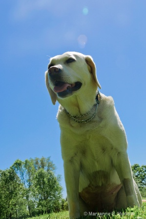 Molly in mid-day sun