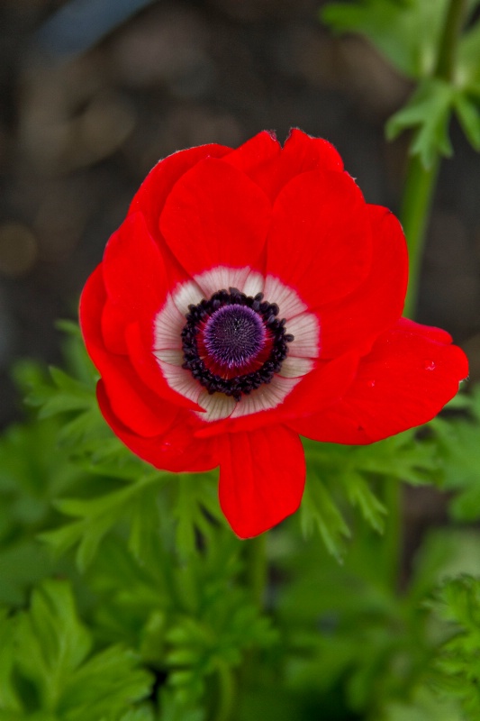 Anemone