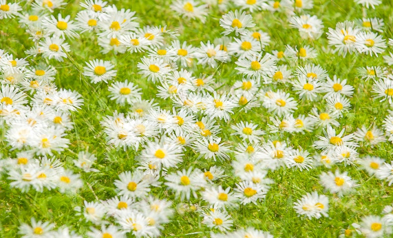 Daisies in the Grass Collage (Multiple Exposures)