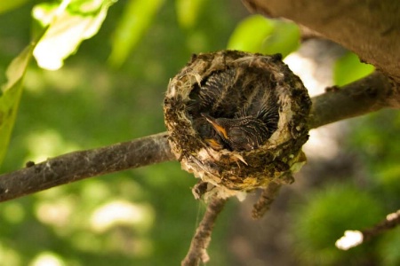 Humming Bird Babies