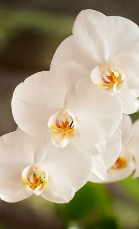 white orchids