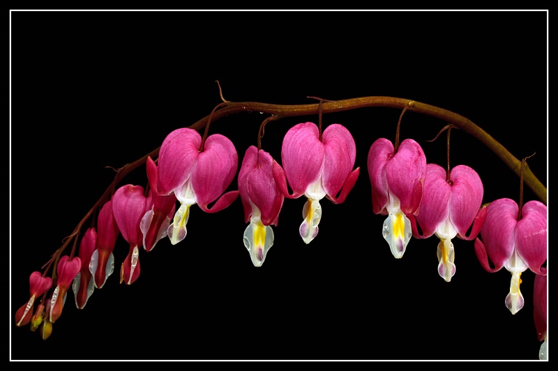 Bleeding Hearts