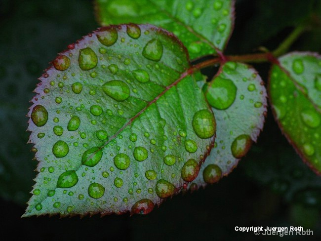 Teary Rose Leaf - ID: 11851408 © Juergen Roth