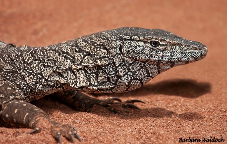 Sunbaking in red dirt